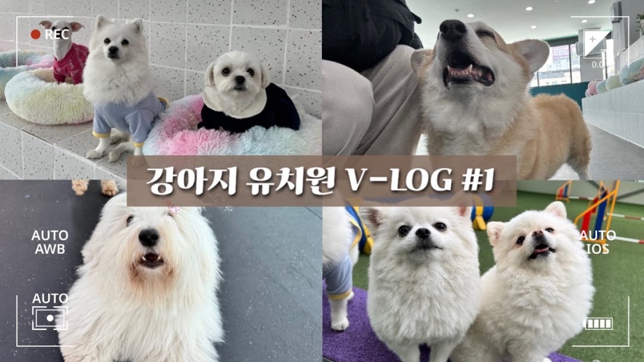 VLOG / 강아지 유치원 선생님 일상 / 유치원 다니는 강아지들의 하루 /  강아지 일상 / 애견유치원 / 유치원브이로그 / 댕치원