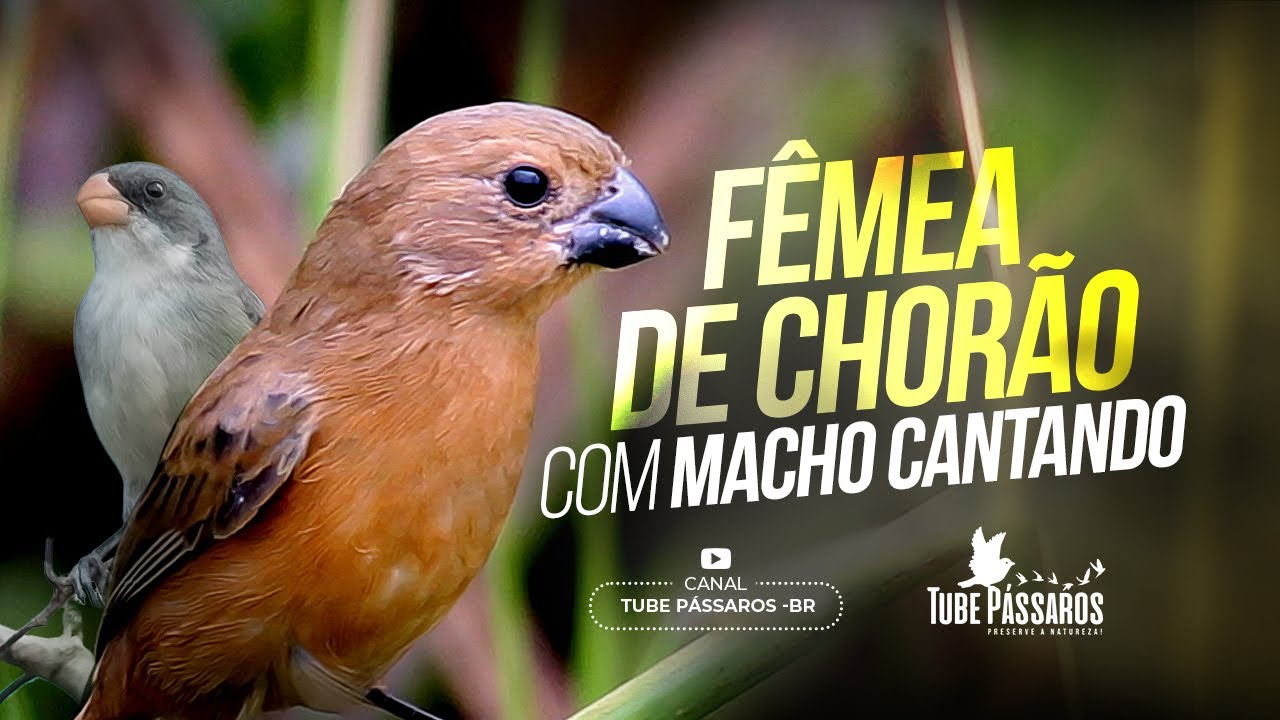 Fêmea de Chorão Fogo Crônico + Macho Cantando - vai deixar o seu doido #TubePássaros