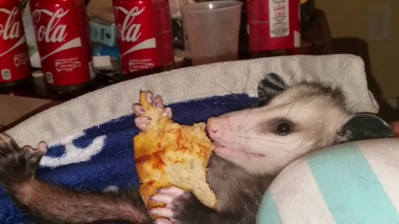 Pizza Lovin Possom