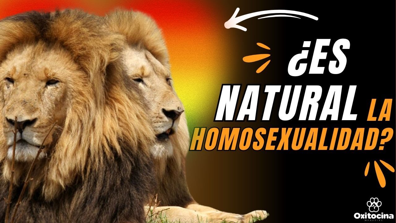 HOMOSEXUALIDAD EN EL REINO ANIMAL: 10 ESPECIES que la PRACTICAN (APARTE DE LOS HUMANOS)