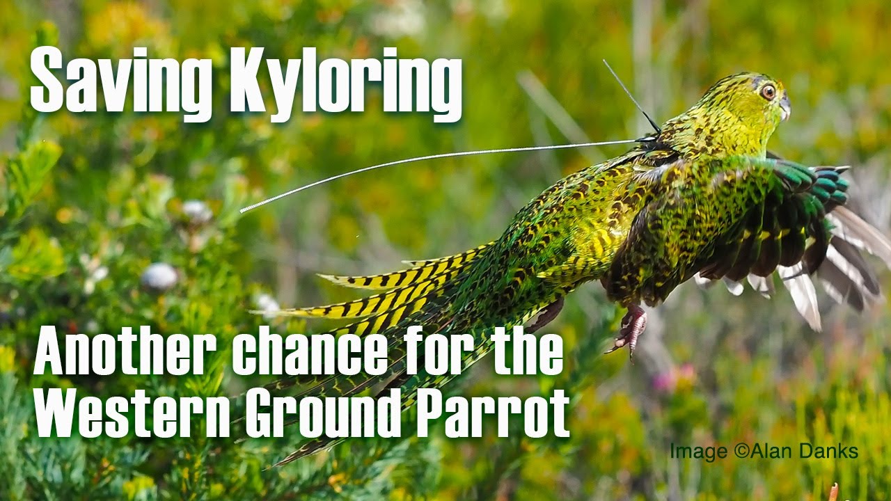 World first Western Ground Parrot wild-to-wild translocation!