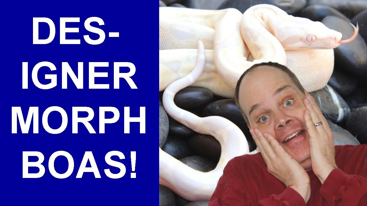 Check out these 3 Gene Designer Morph Boa Constrictors!