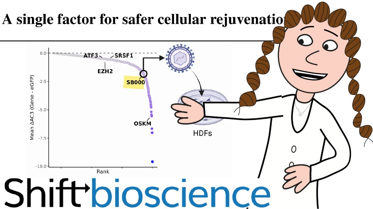 one gene for cell rejuvenation?
