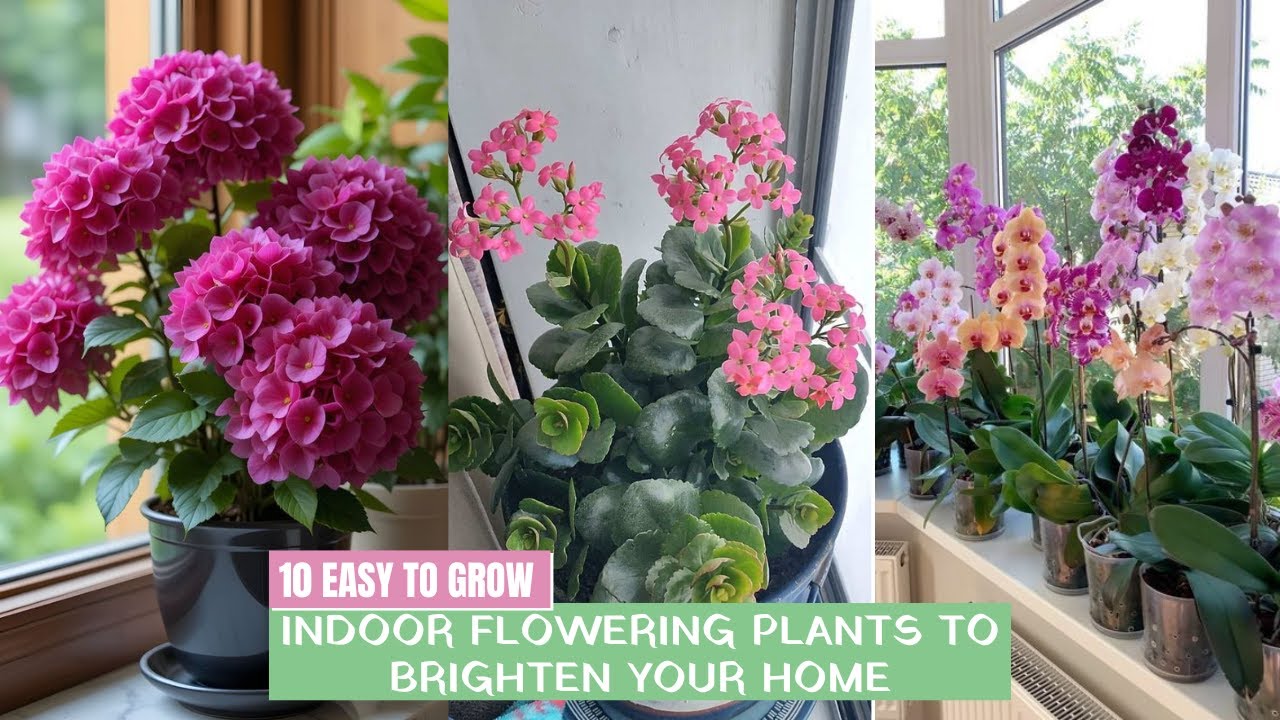 10 easy to grow indoor flowering plants to brighten your home