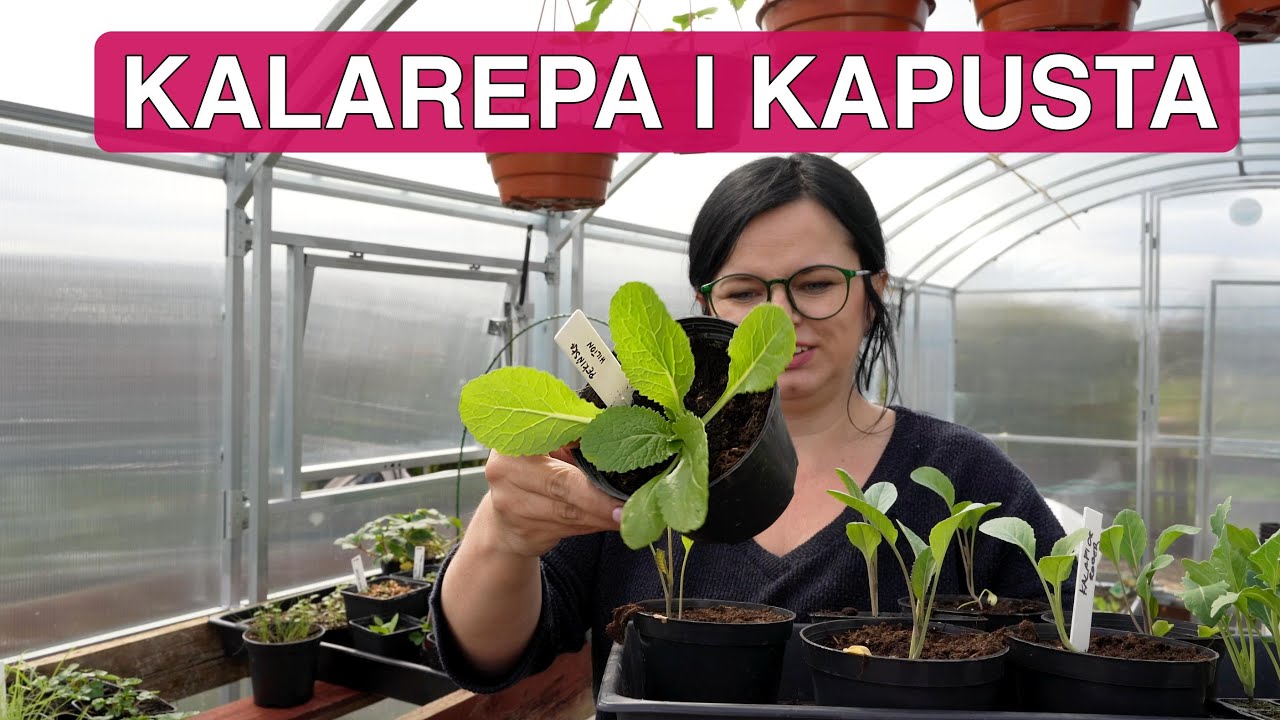 Uprawa kalarepy i kapusty. Kapusta do gruntu. Kwiecień w ogrodzie. Uprawa warzyw. Kasia in kapusta.