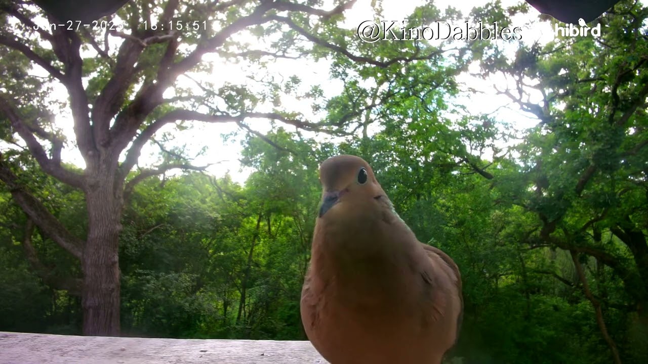 4+ Hrs No Music Birdcam | Summer Chapter 1