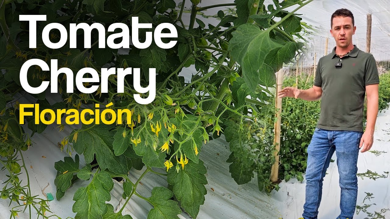 Mejorar floración en cultivo de Tomate Cherry en el sur de España