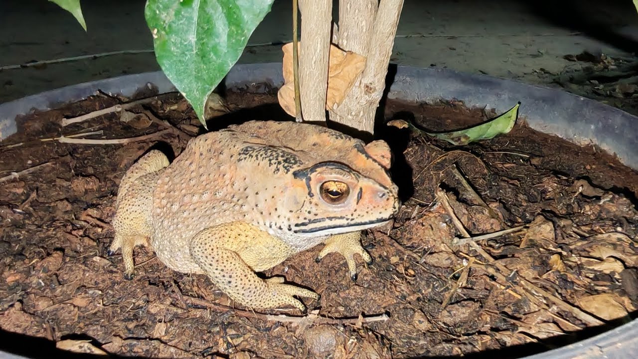 Toad frogs, Geckos. 