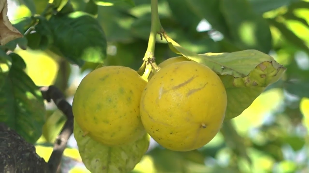 Bergamotto Calabria