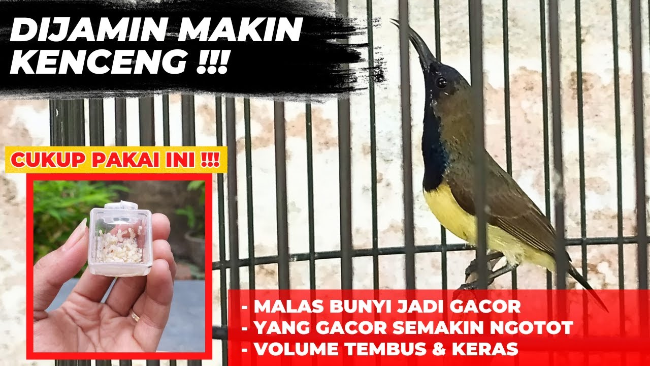 SETINGAN TINGGI❗UNTUK MAKSIMALKAN VOLUME, MATERI & MENGGACORKAN SOGON❗