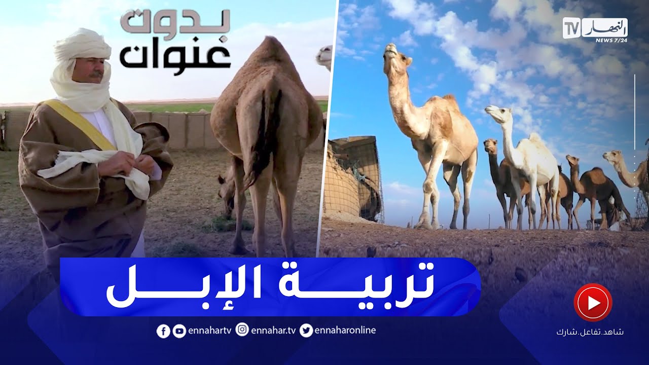 بدون عنوان: نفوق وسباق و تربية الإبل..  إرث متجذر لا يندثر
