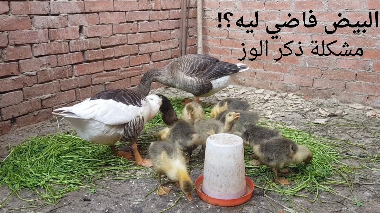 مشاكل بتقابل تربية الوز | ليه البيض بيطلع فاضي | حاجات كتير ومهمة بتقابل أي حد بيربي وز 🦆