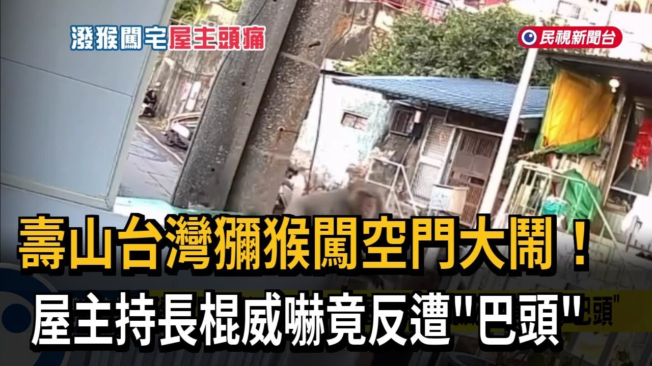壽山台灣獼猴闖空門大鬧！ 屋主持長棍威嚇竟反遭「巴頭」－民視新聞