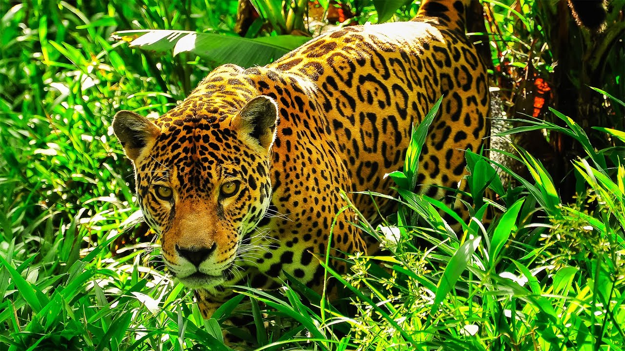 I Spent 5 Years Tracking the World’s Most Elusive Cat