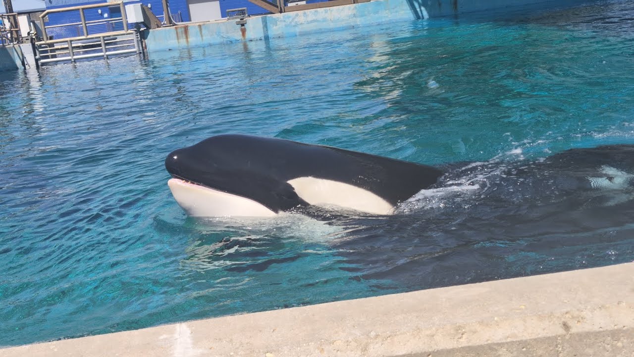 Dine with Orcas: Tuar & Kyuquot - March 18