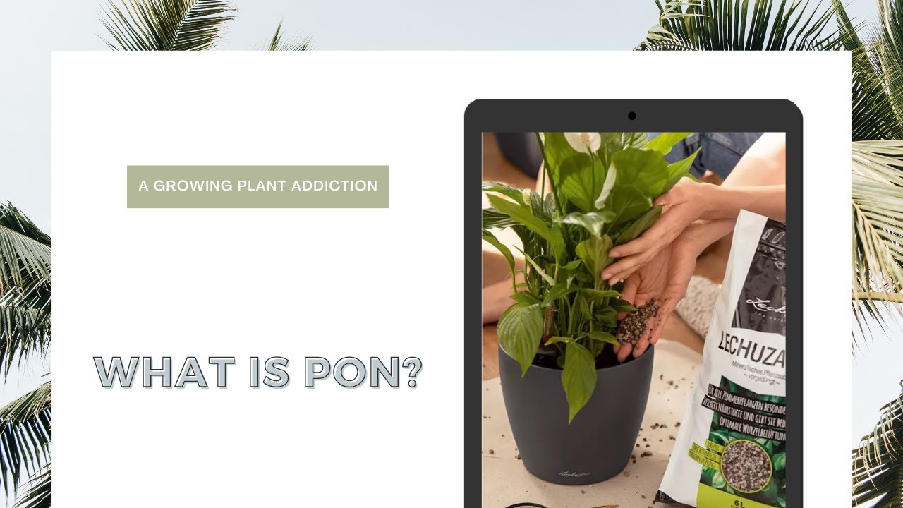 What Is Pon? Advice on Semi-Hydroponics