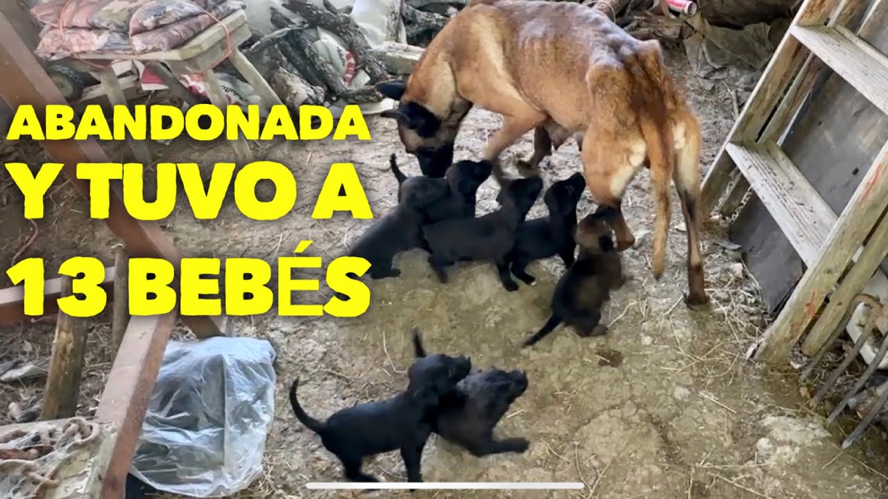 La tiraron embarazada y tuvo 13 perritos 😱