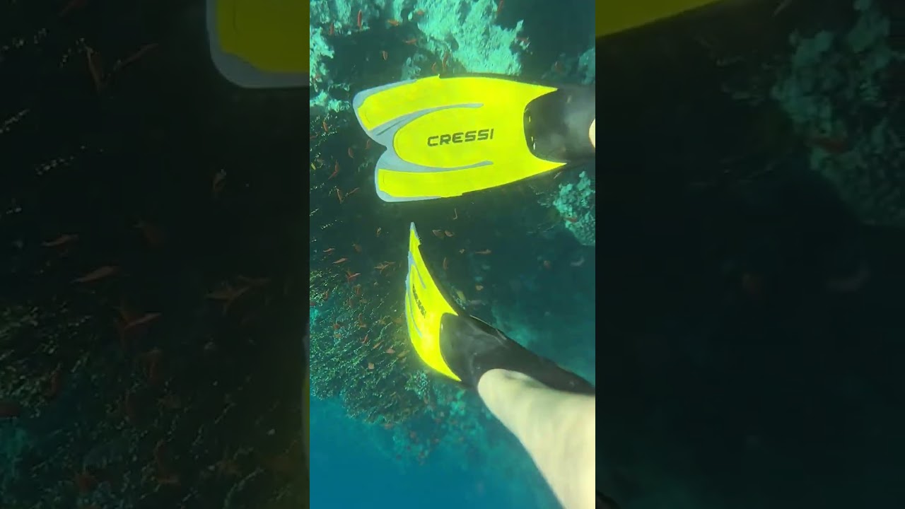 Kızıldeniz mercan resifler harika olağanüstü Mısır hurgada #coralreef #mısır #egyptian 