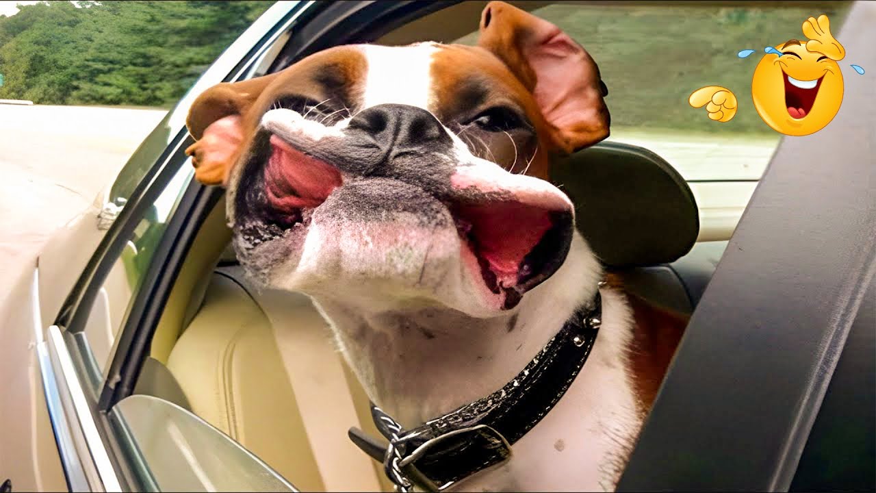 The Funniest Pets 🐾 Cat and Dog Compilation That Will Make You Laugh Until You Cry!