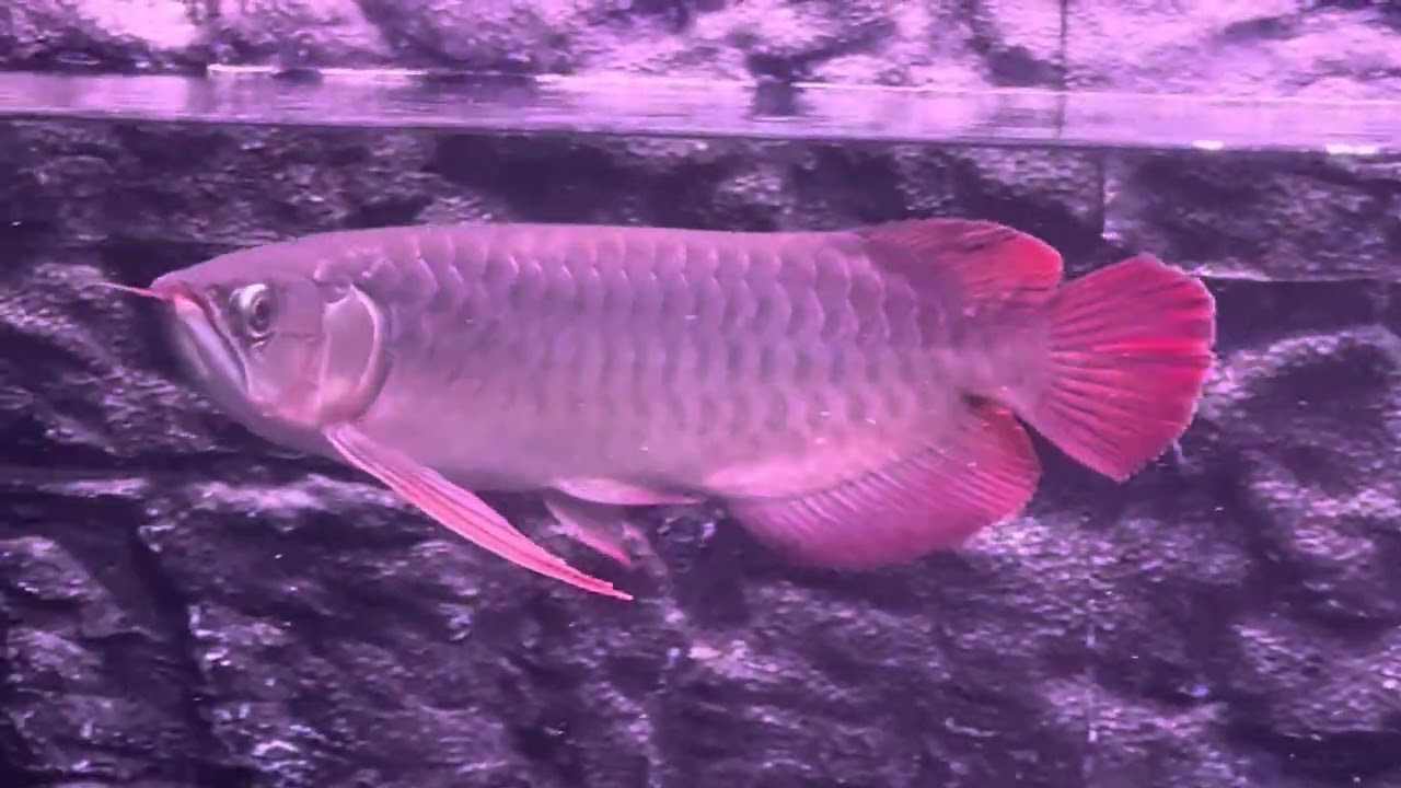 紅龍⋯ 一週換兩次水，原本一週記錄兩次！發現體色變化不大，改為一週一次！