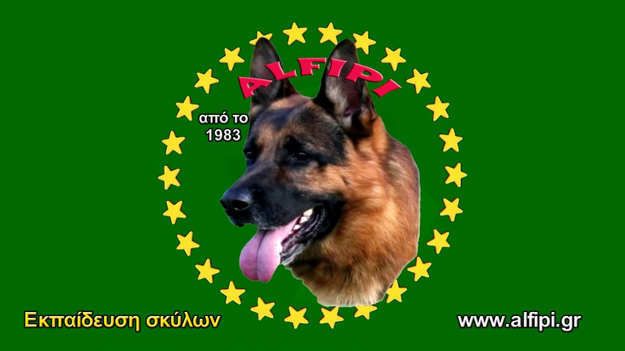 Εκπαίδευση σκύλων Γερμανικών ποιμενικών Εύβοια