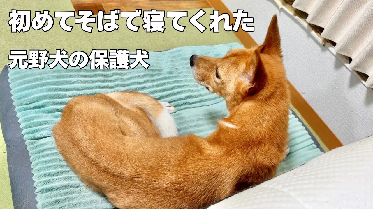 5年間そばで眠れなかった保護犬が“奇跡の寝顔”を見せた瞬間