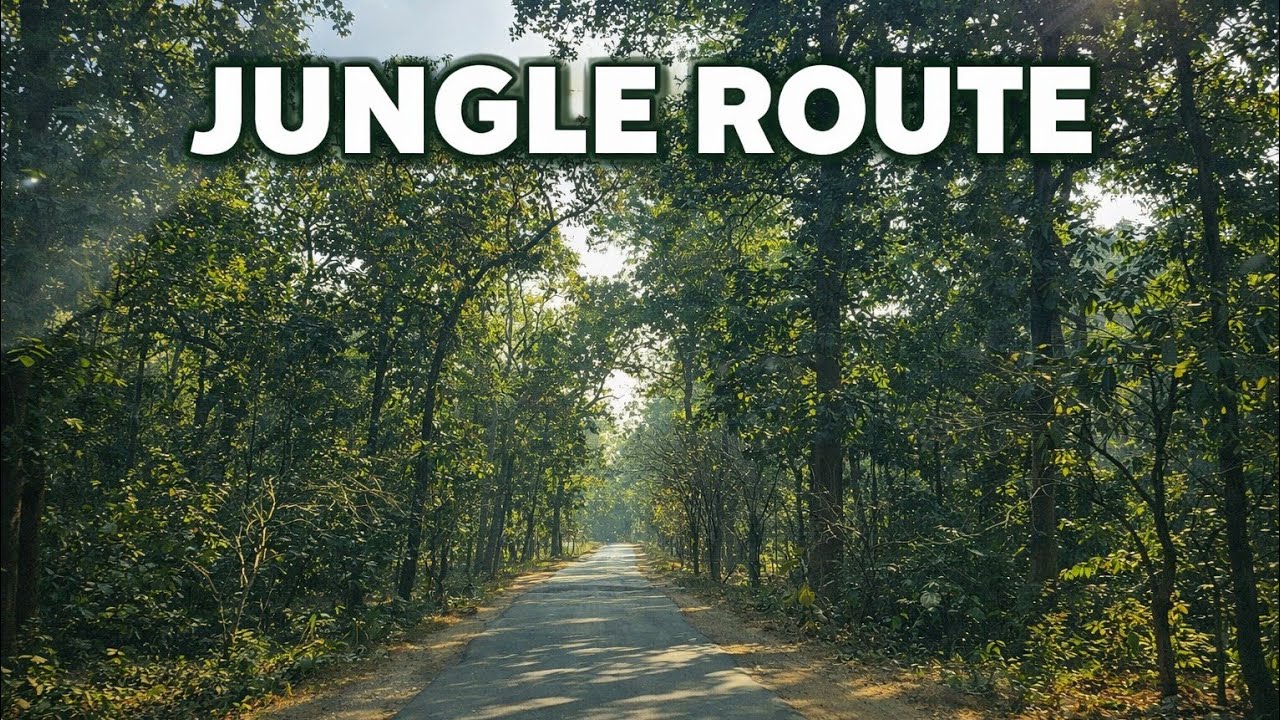 Korba to Tamnar Jungle Route | Scenic Drive Through Dense Forest 🌿