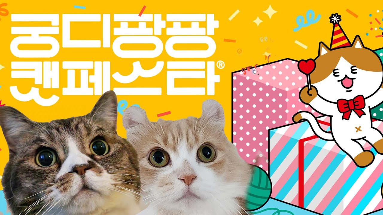 텅장 예약이요! 💳 궁디팡팡 캣페스타 후기