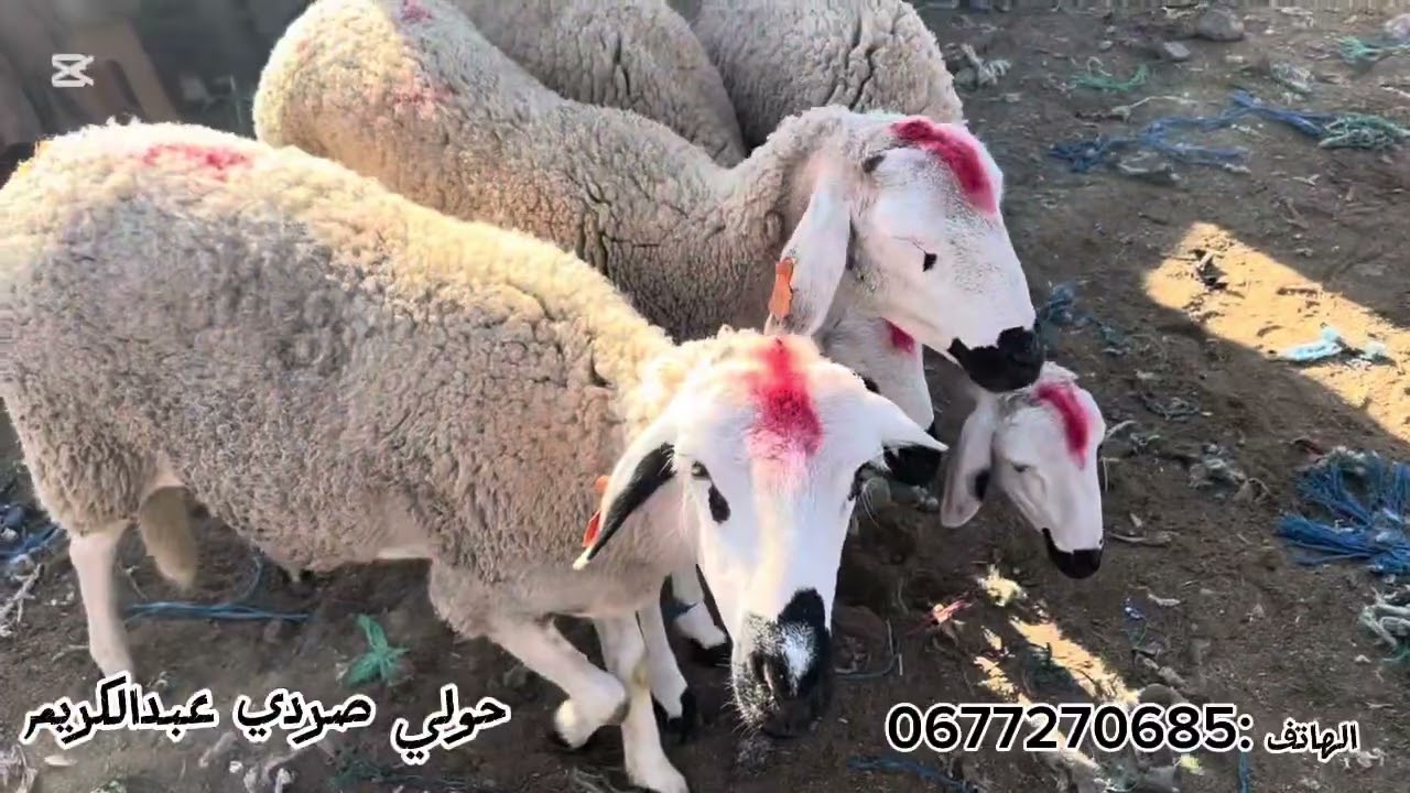 مباشرة من سوق الاتنين قلعة السراغنة تاريخ تصوير 03/11/2025 فرجة ممتعة @AbdlkrimBahjaoui 