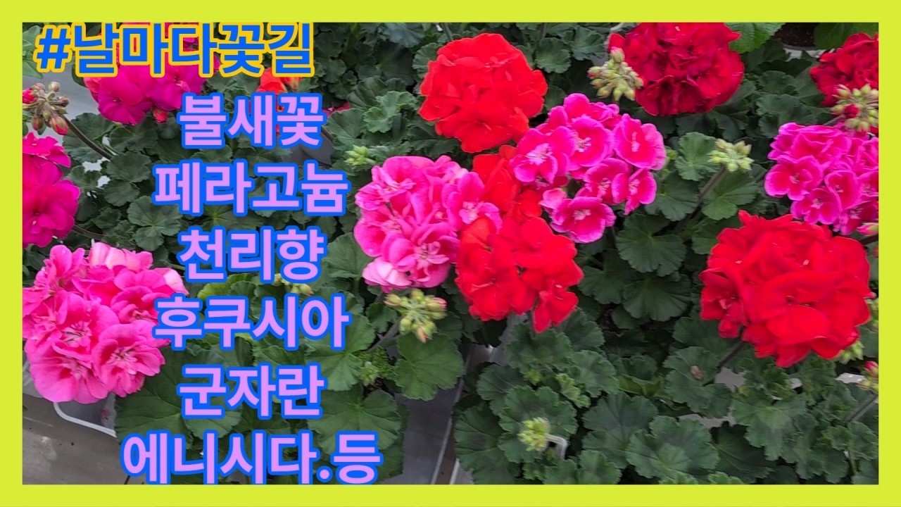 #날마다꽃길#쟈스민#유리호프스#후쿠샤#에니시다#천리향#버무다#수국.등