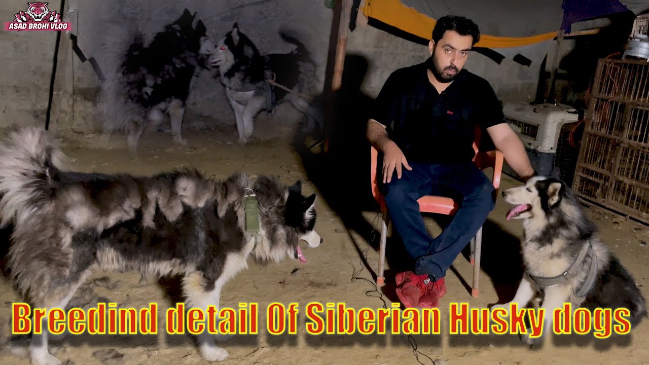Siberian Husky Dogs breeding information (Asad Brohi vlog)
