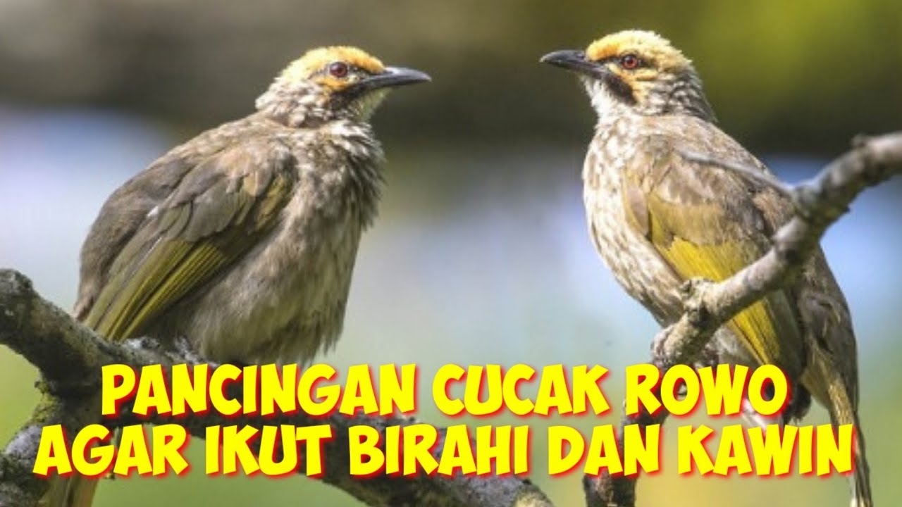 pancingan cucak rowo agar cepat birahi dan kawin
