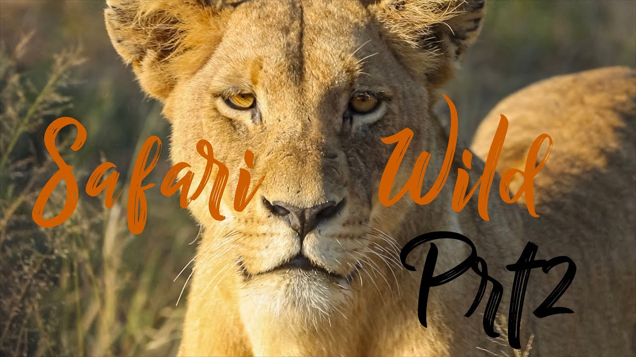 Safari Wild Thornybush Prt2 ThornyBush GameLodge, Южная Африка, Лев, Носорог, Африканская дикая с...