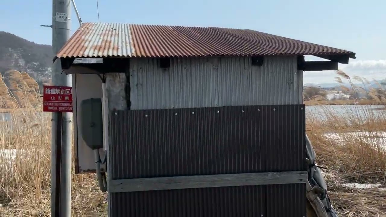 2026年3月1日　国道から見えた池に白鳥いるかどうか行ってみたら湿地でこちら側から湖岸まで行けなかった。😭#南陽市