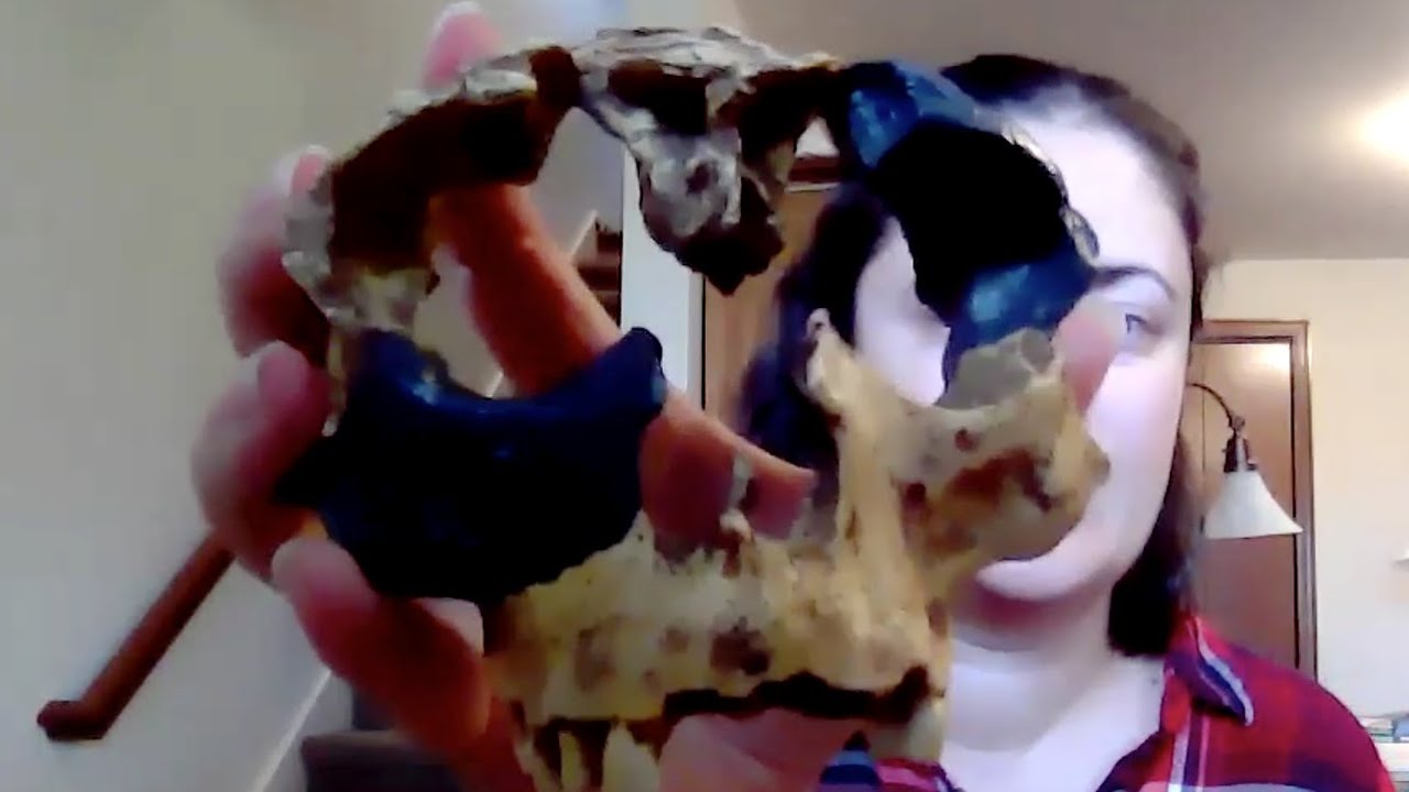 Species Shorts: Homo antecessor
