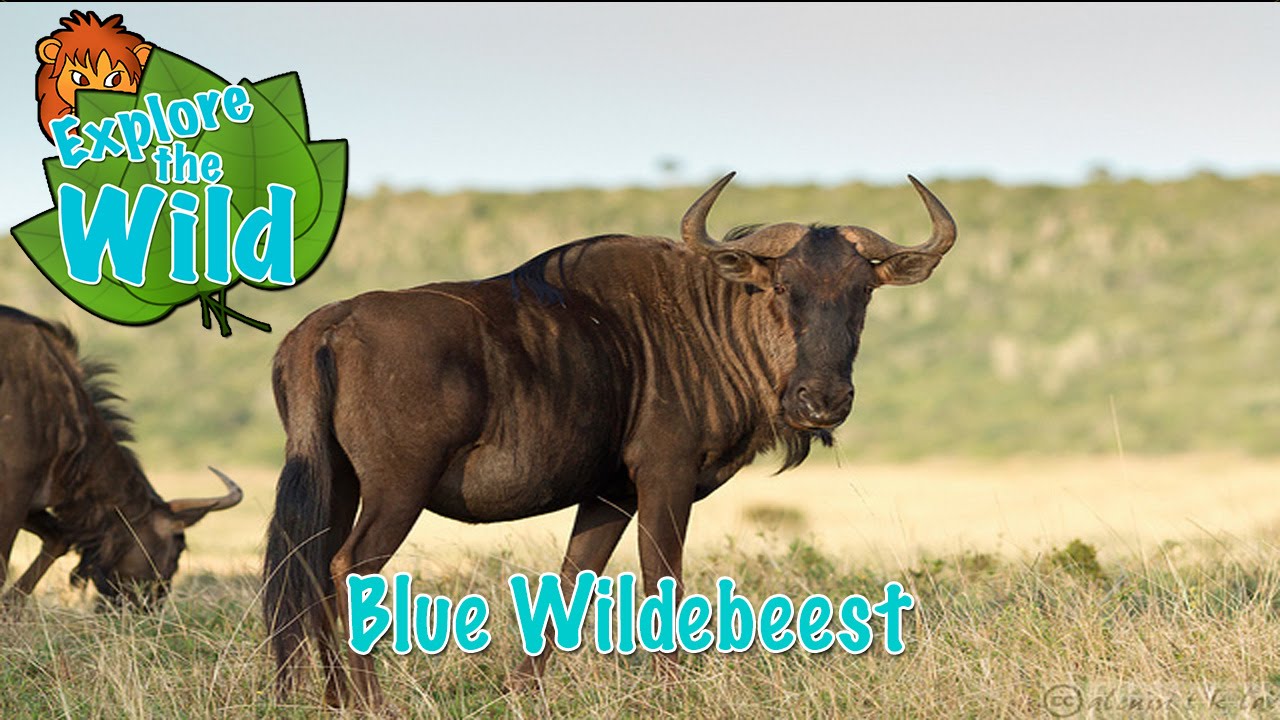 Blue Wildebeest on Explore the Wild