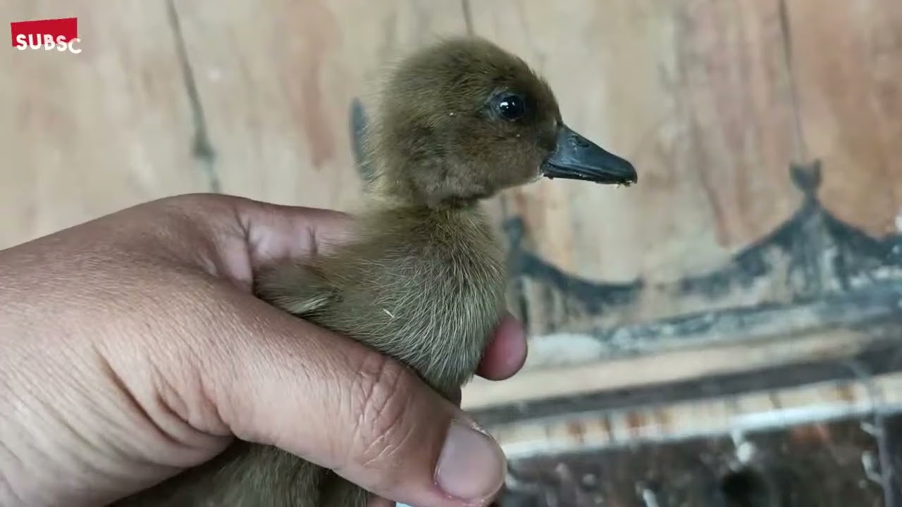 Tangkap Bebek Lucu Warna warni, Ayam Warna Warni Lucu Penghilang Stress