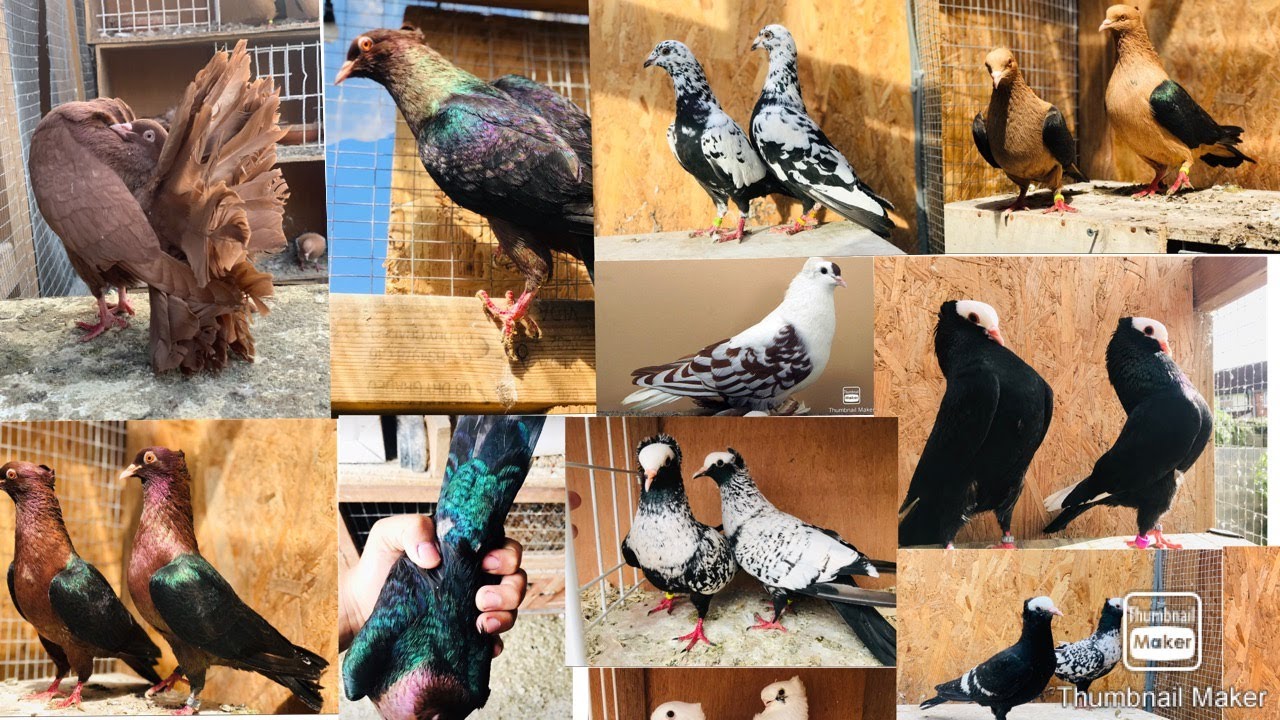 TOP 5 RAREST AND MOST UNIQUE FANCY PIGEONS ARCHANGEL|FANTAIL|SHOW QUALITY|