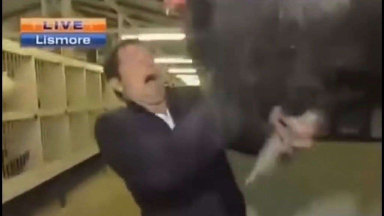The Rooster scares the News Reporter but with the element of surprise.
