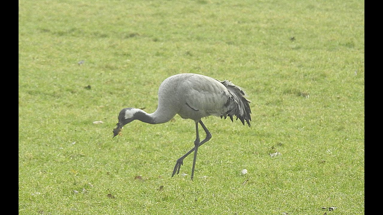 Common Crane - Kraanvogel  - Will Schep