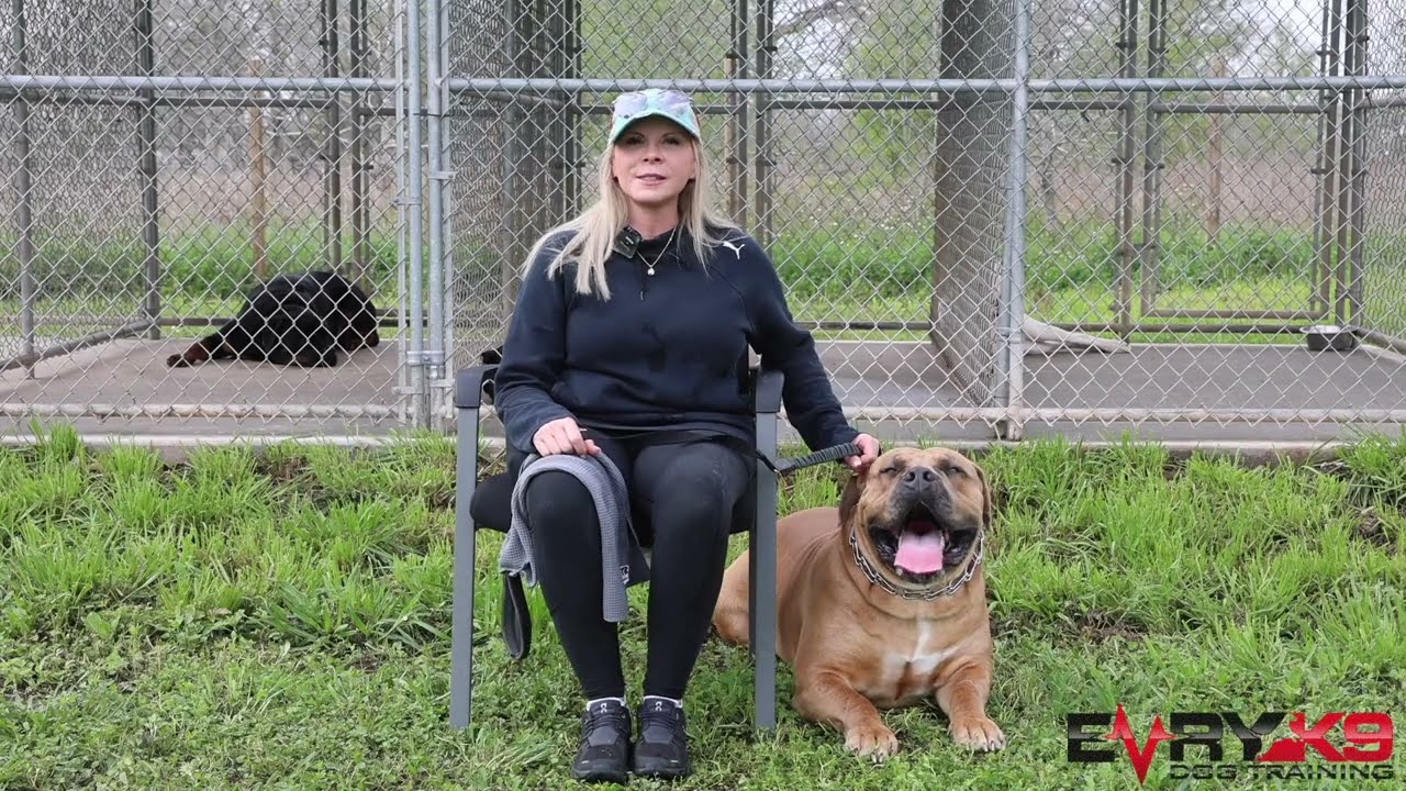 Living With The Ultimate Guard Dog. (The African Boerboel) Part 2