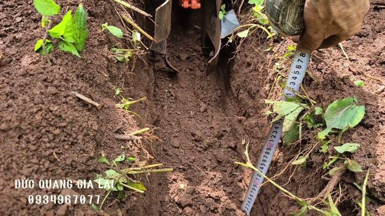 Máy đào xới bồn cà phê đa năng chuyên đào rãnh ép xanh, xới đất, đào rãnh chôn ống nước
