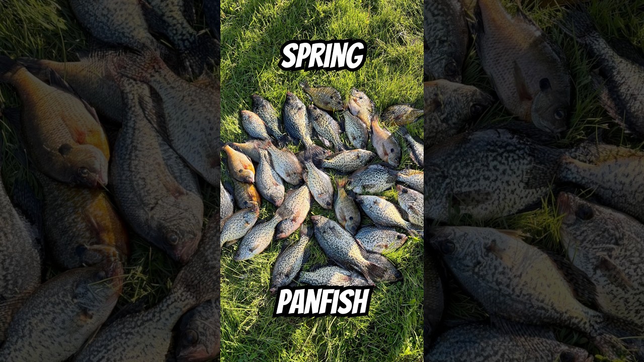 Fishing for Panfish                                                  #fishing #panfishing #lakelife