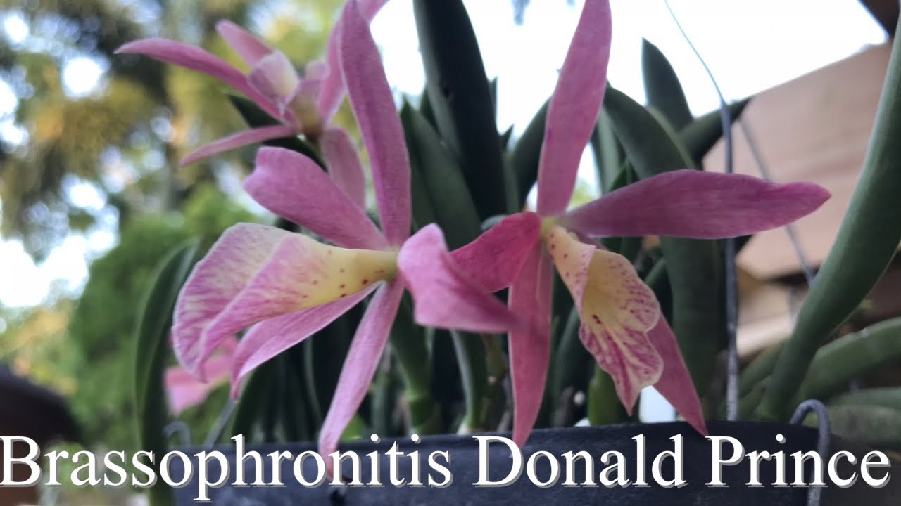 Brassophronitis Donald Prince