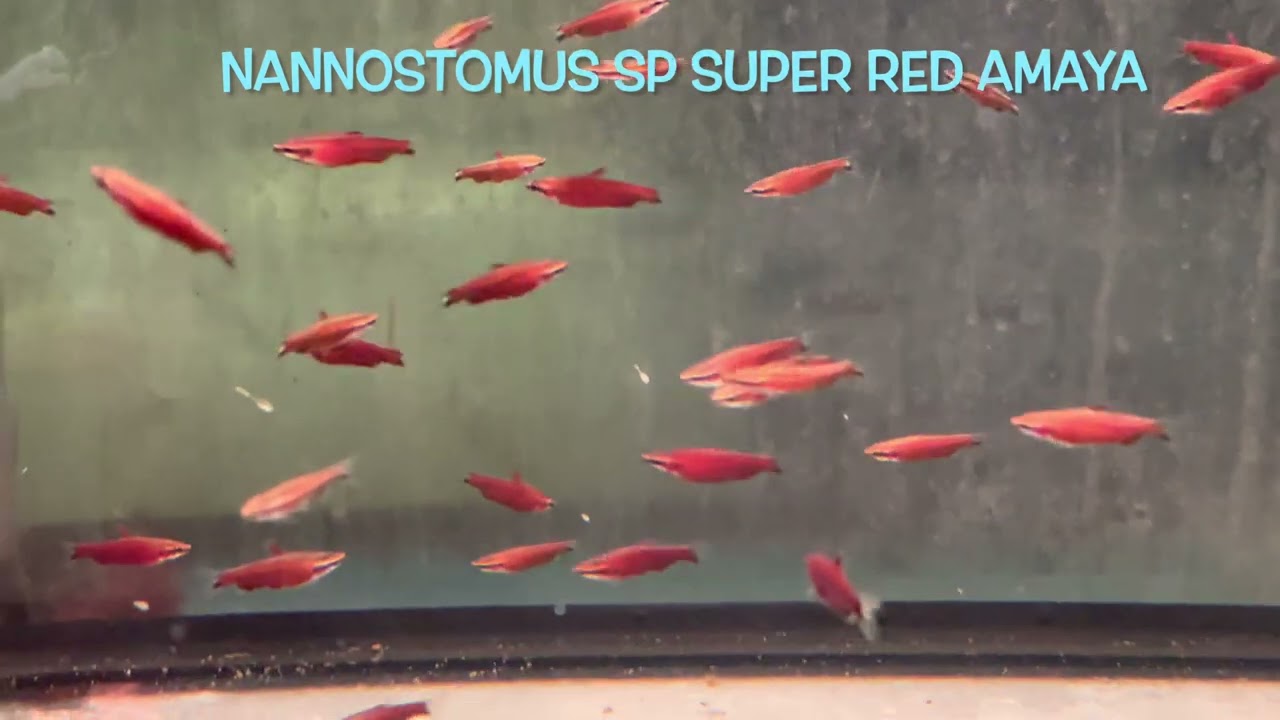 Nannostomus sp SUPER RED AMAYA
