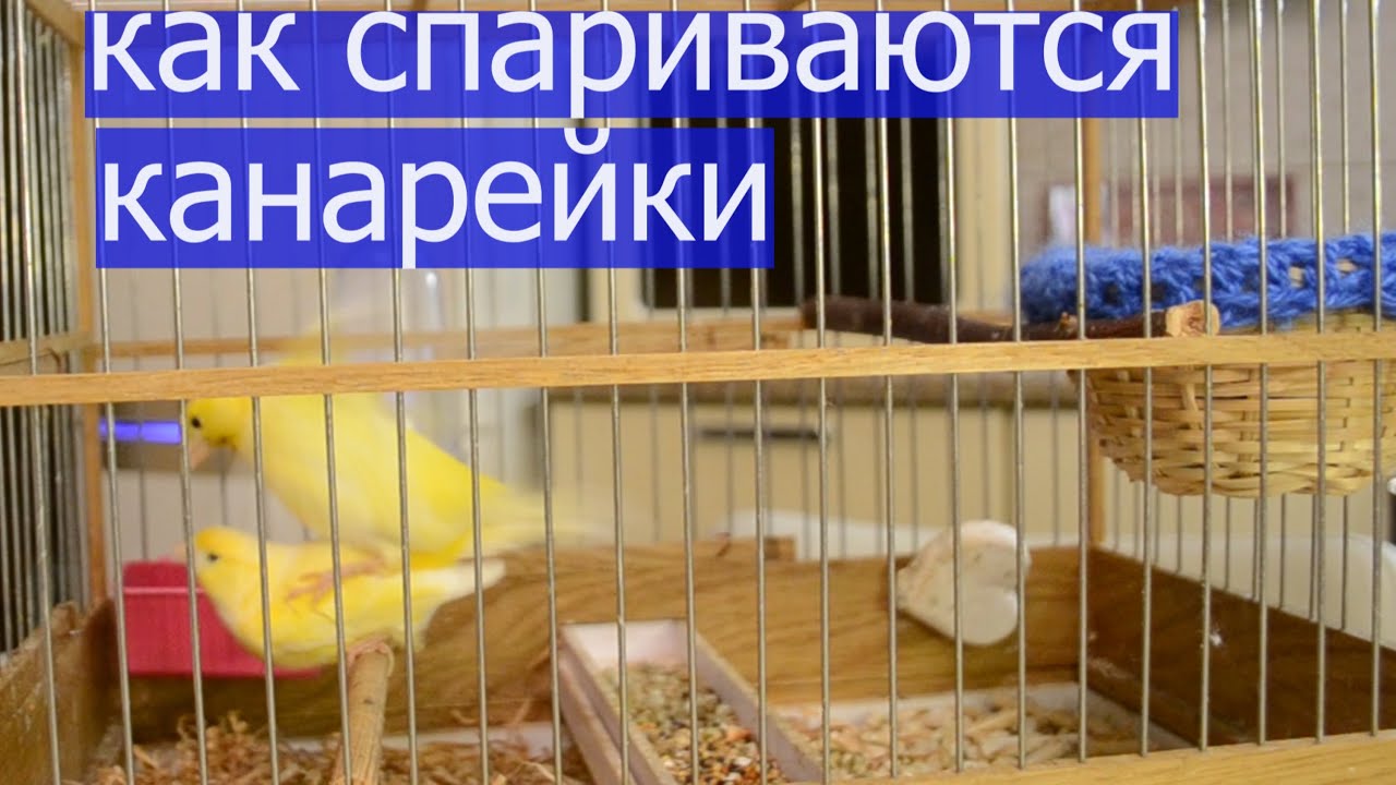 ПРОПАЛА ПЕРВАЯ КЛАДКА У КАНАРЕЕК. ЧТО ДЕЛАТЬ ДАЛЬШЕ. Первый блин комом.
