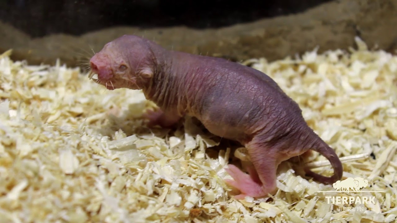 Nachwuchs bei den Nacktmullen - Naked mole-rat at Tierpark Berlin