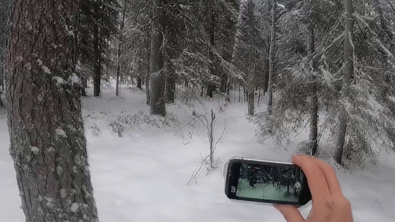 Pohjanpystykorva Nekku