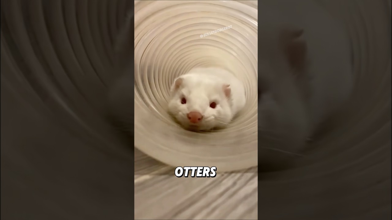 “A super soft ferret.”