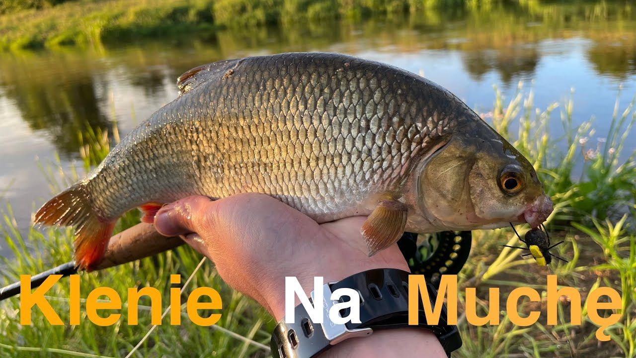 Wędkarstwo - Muchowe na LIWCU | Klenie na muchę | Przynęta - Piankowce imitacja żuka i konika CZ. 1